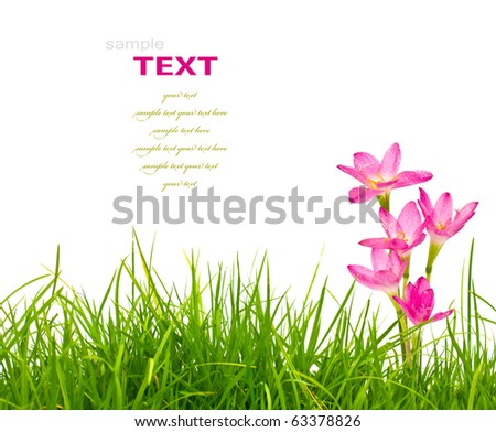 White And Pink Flowers Wallpaper. stock photo : Beautiful pink