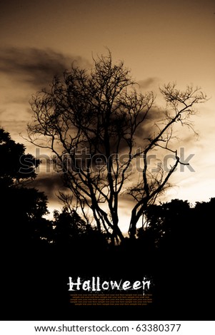 creepy trees at night. stock photo : Scary trees at
