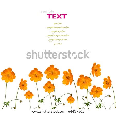 Beautiful yellow flower (Cosmos) isolated on white background with copy-space.