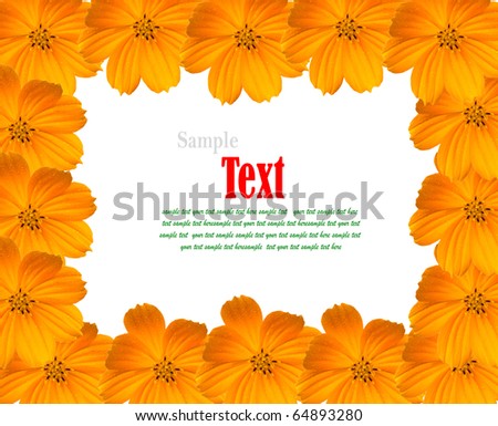 Yellow Cosmos Background with copy-space. (Beautiful yellow flower frame.)