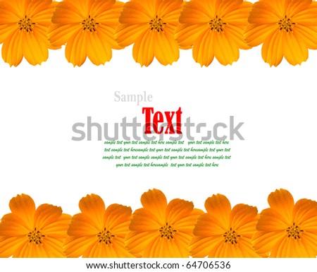 Yellow Cosmos Background with copy-space. (Beautiful yellow flower frame.)