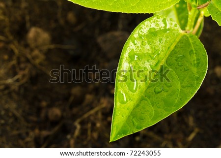 Top view of water drop on green leaf