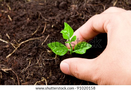 Hands planting young plant