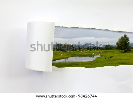Ripped paper and Cows on farm (landscape)