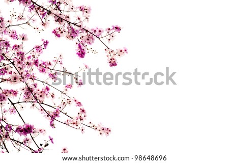Branch of beautiful pink flower isolated on white background