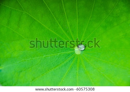water drop on Lotus leaf