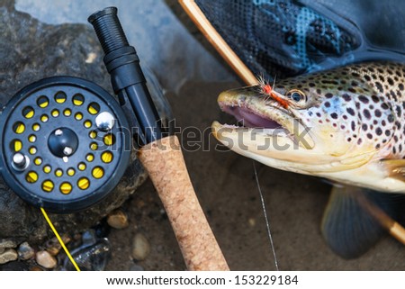 A fly fisherman\'s freshly caught brown trout, shallow depth of field, focus on the fish.