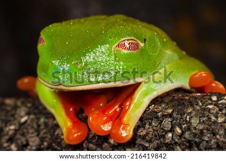 Close up image of a sleeping red eye tree frog, focus on the eye.
