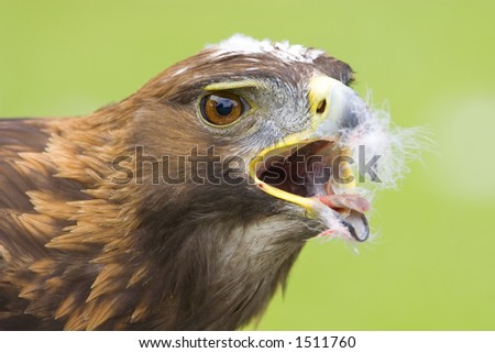 Golden eagle with a face full of feathers