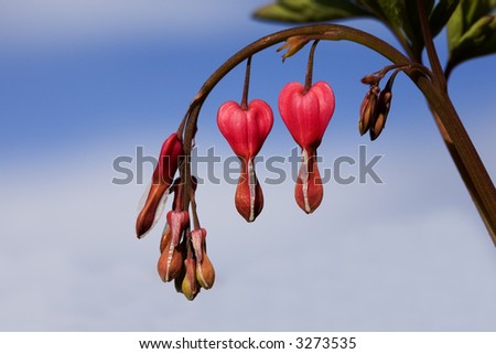 Bleeding heart plant with blue sky in the background