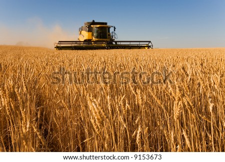 Combine harvester working in a wheat field,(focus on front row of wheat)