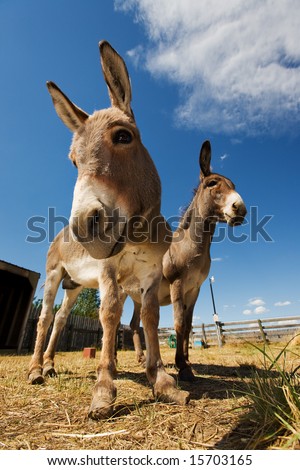 Two donkeys in a coral one with neglected hooves