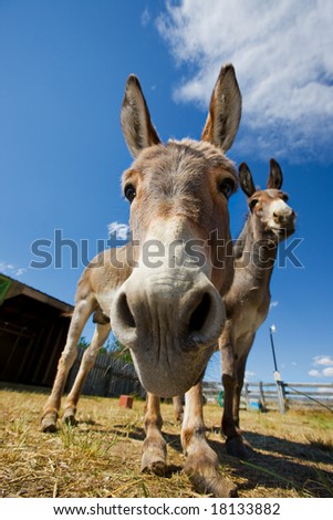 A close-up shot of a donkeys face