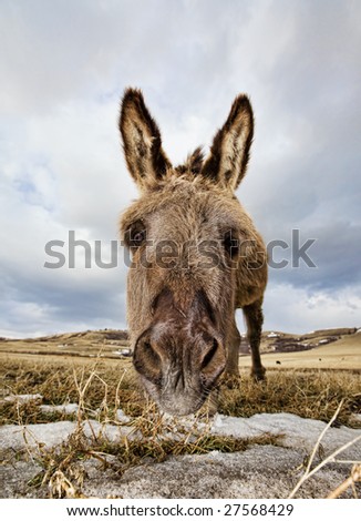 A close-up shot of a donkeys face with some snow patches
