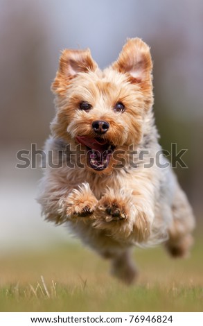 A happy Yorkshire terrier running at the camera, shallow depth of field with focus on the face