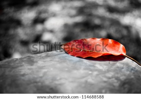 Red leaf on black and white background