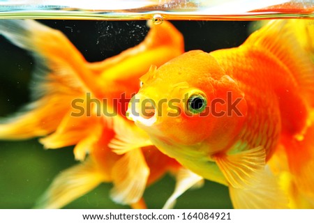 Big orange fish, with big eyes in aquarium