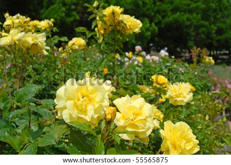Deep Yellow Roses