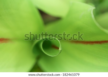 Soft focus of leaves. Extreme close-up of fresh green leaf as background.