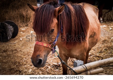 One brown horse feeding in the steppe.