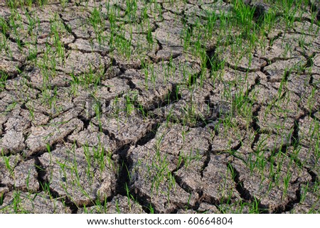 Dry ground after heat period.