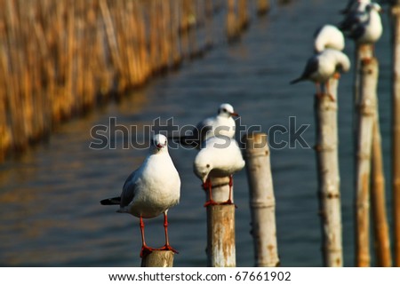 Seagull bird sitting on bamboo wood stake.
