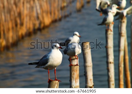 Seagull birds sitting on bamboo wood stake.