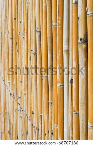 bamboo texture. Quality natural bamboo background. Wall from bamboo.