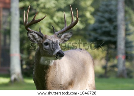 White Male Deer