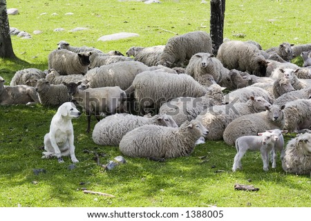 an akbash sheep dog protecting the herd
