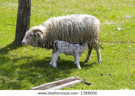 lamb drinking