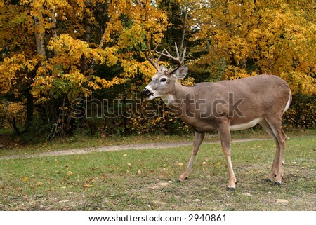 White Tail Deer Buck