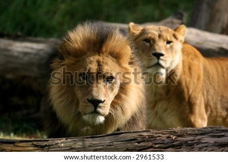 pictures of lions and lionesses. stock photo : Lion and Lioness