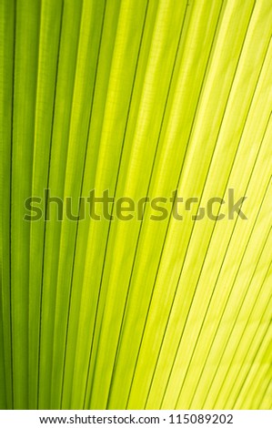 Close up of Tropical Green Leaf with evening sun highlighted the texture use as a Background for Design