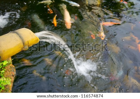 Traditional bamboo fountain and fish koi swimming in a pond for relaxation and spa concept in Tokyo