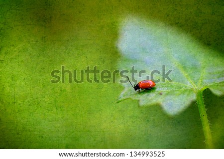 Vintage Antique style photo of red beetle on green leaf with grunge old paper texture, focus pointed at the red beetle body and shallow DOF with space for text for magazine layout