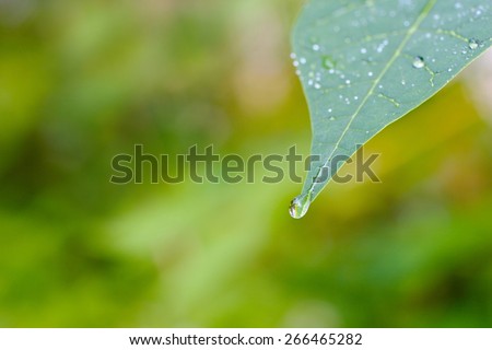Water drop on leaf with an abstract green background and space for text