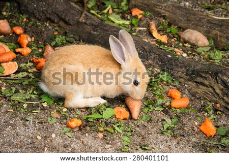 Cute baby rabbit with a carrot