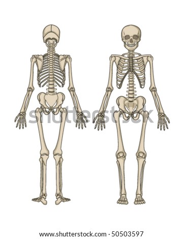 human skeleton. stock vector : Human Skeleton