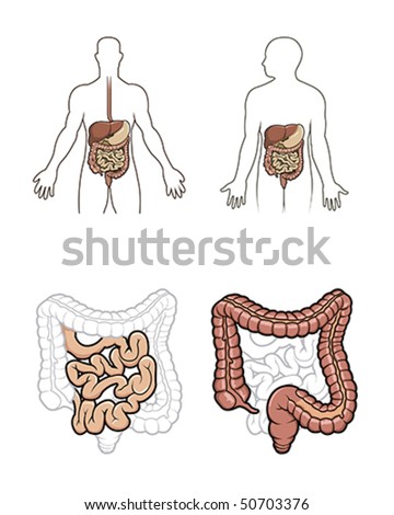 human digestive system diagram for kids. stock vector : Human digestive