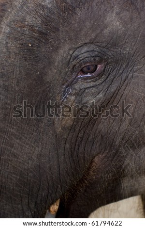 baby elephant clip art. stock photo : Malaysia Baby