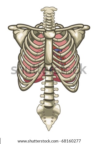 human anatomy skeleton. stock vector : Human Anatomy