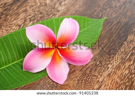 Tropical Plumeria with Green Leaf on texture wooden table for spa and wellness concept
