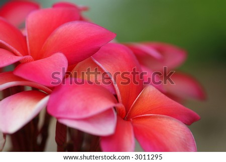Red plumeria on green background. Very shallow depth of field, with only parts of the flowers in focus.