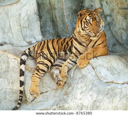 east asian tigers All big cats are not present in africa -- there are 9 big cat species: 1 lion (africa, asia) 2 tiger (asia) 3 leopard (africa, middle east, asia. east asian tigers All big cats are not present in africa -- there are 9 big cat species: 1 lion (africa, asia) 2 tiger (asia) 3 leopard (africa, middle east, asia.