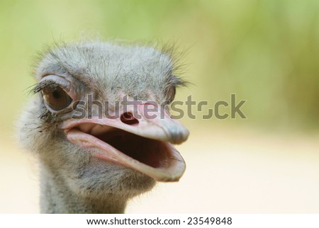 Head of ugly, dirty ostrich. Shallow depth of field with the background out of focus.