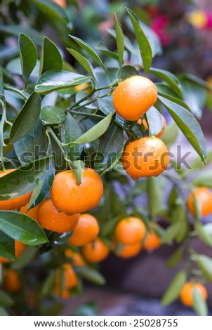 Oranges on a tree with drops of water. Shallow depth of field with the nearest oranges in focus.
