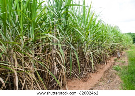 Sugar cane plantation in Nakhon Ratchasima, Thailand