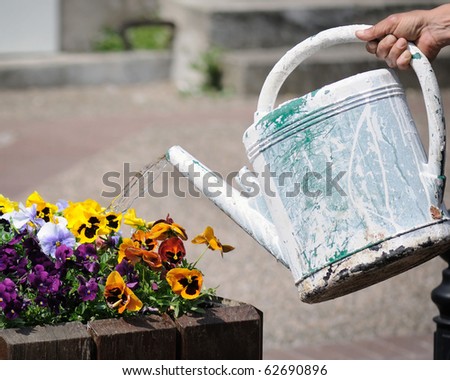 Hand holding an old, plastic watering can, giving water to pansies in assorted flowers.