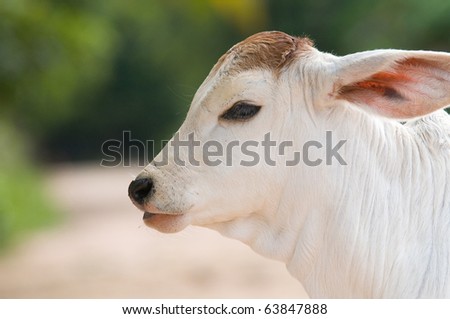 Cute, two weeks old, Asian calf with big ears. Shallow depth of field with the whole head in focus.